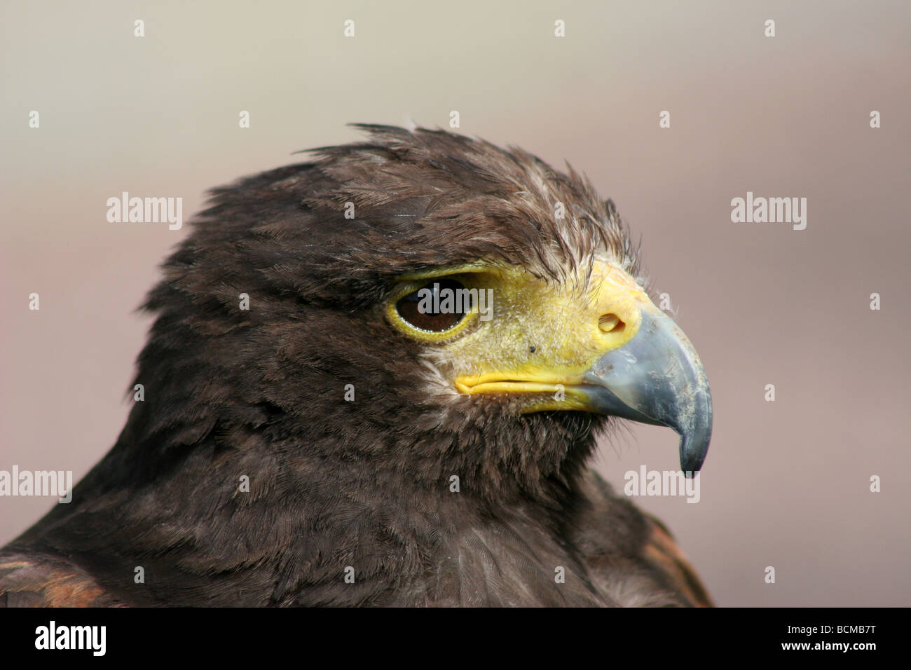 Harris Hawk Parabuteo unicinctus Stock Photo Alamy
