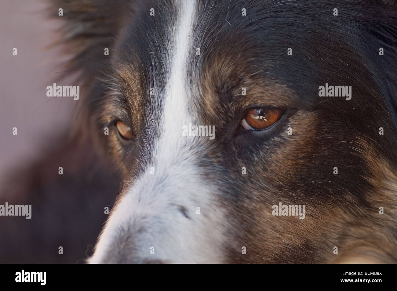 Close up of a Tri-colored border collie with serious look on face. this dog was rescued from a dog shelter Stock Photo