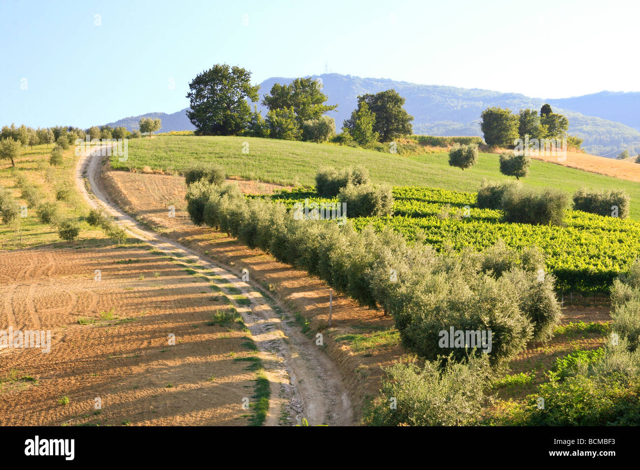 Le Marche Countryside, Italy Stock Photo