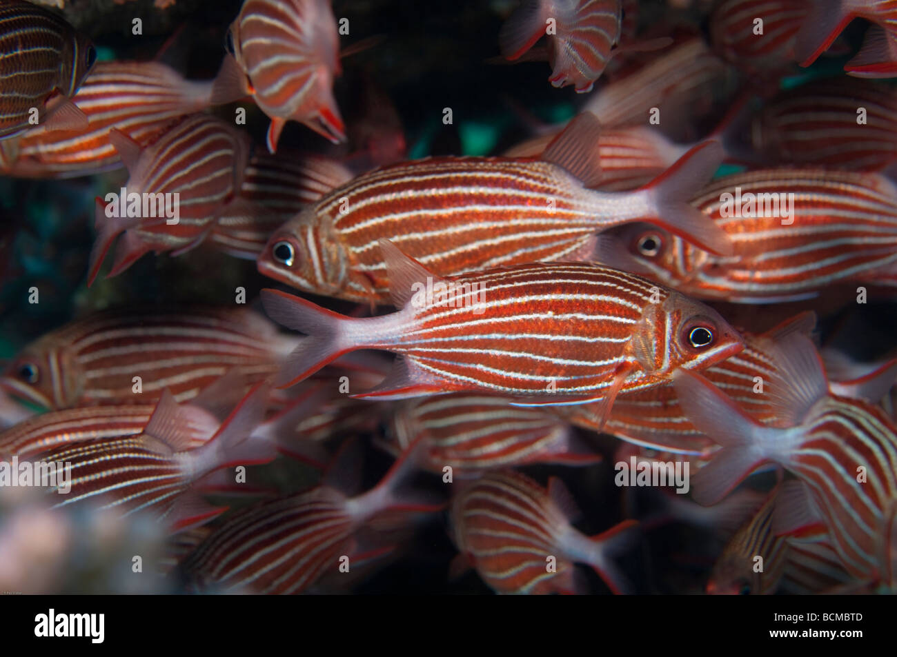 Redcoat Squirrelfish gather into loose schools as a strategy to confound predators when being attacked. Stock Photo