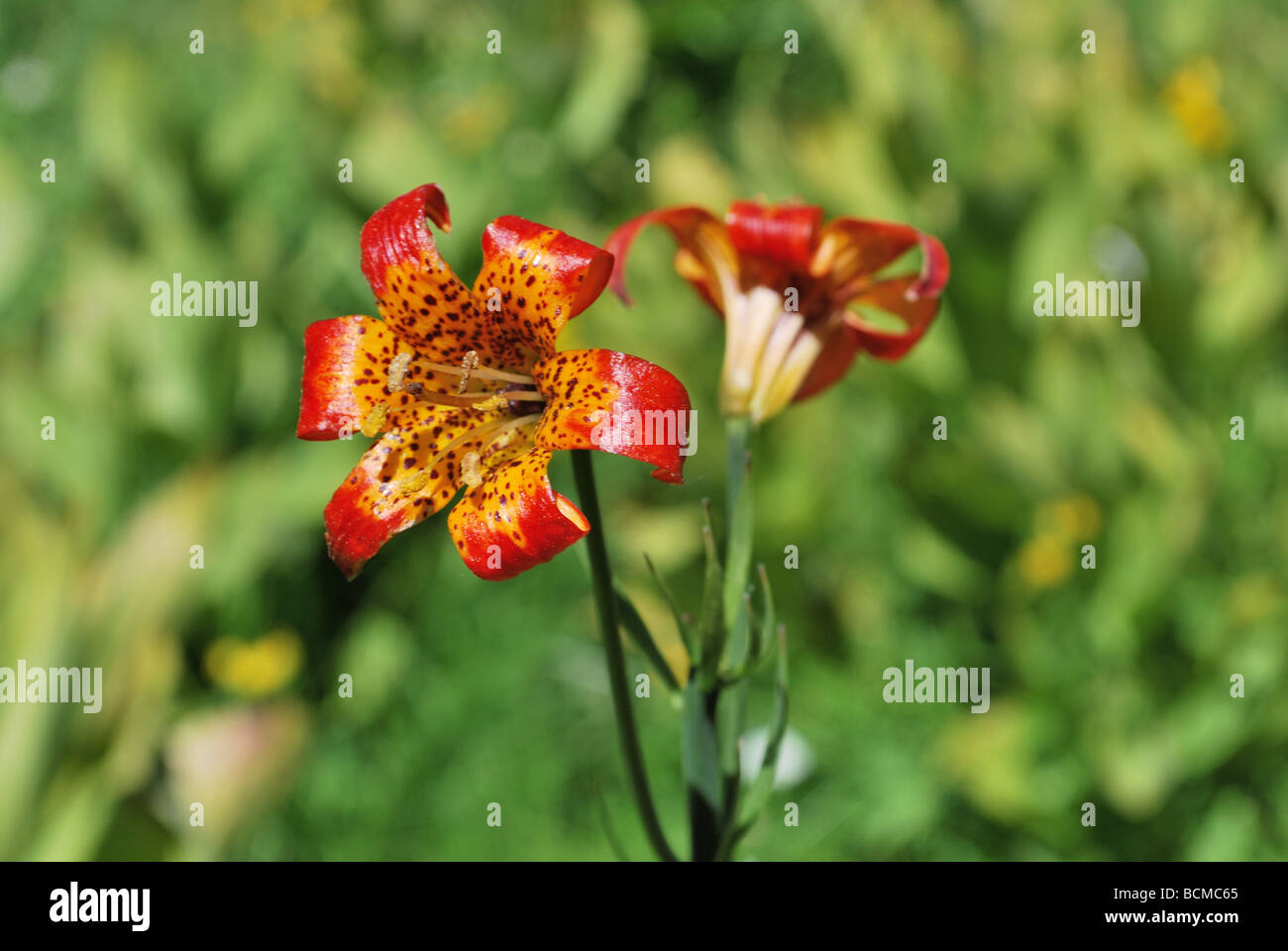 Kelleys Tiger Lily Lilium kelleyanum found in the central Sierra Nevada,  California Stock Photo - Alamy