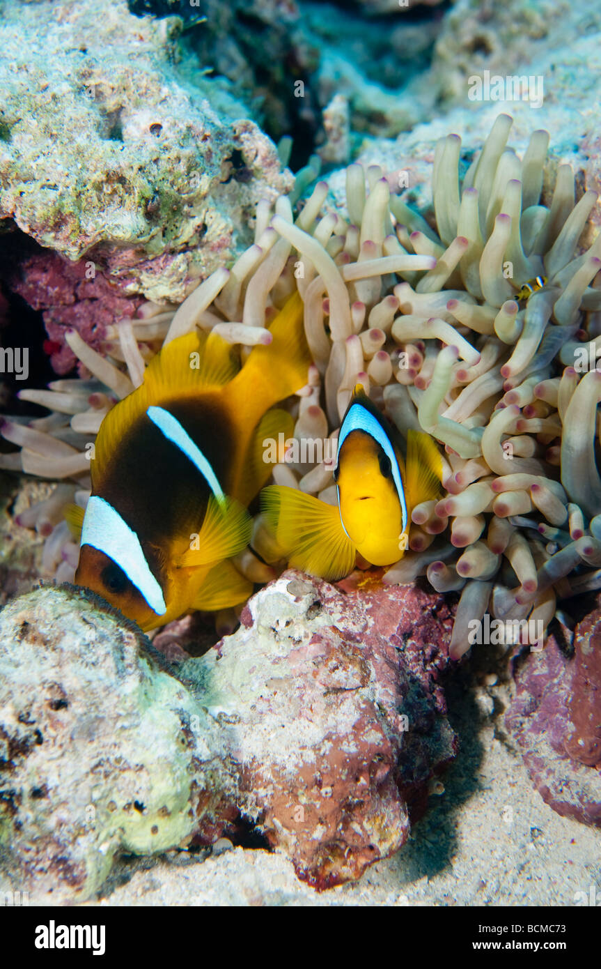 Anemone fish or clown fish instinctively seek the the tentacles of the anemone for survival when feeling threatened. Stock Photo