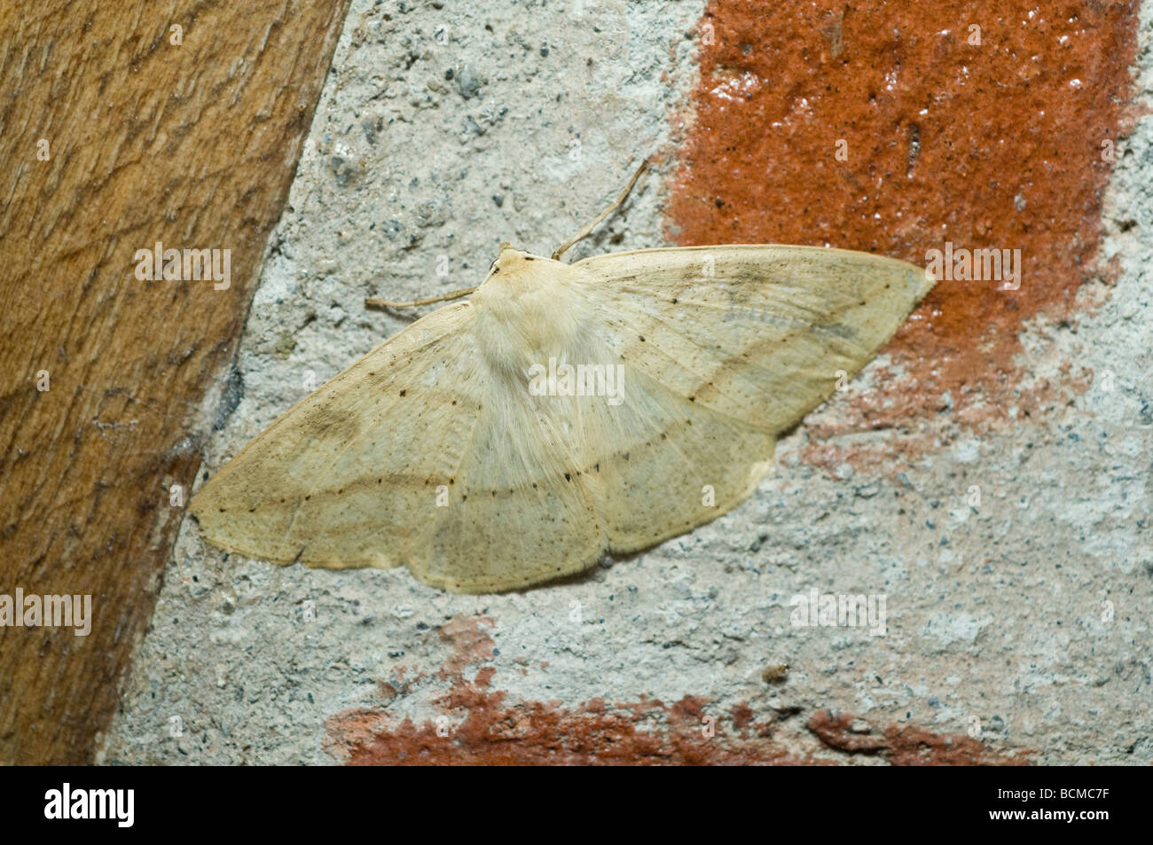 Lepidoptera Tandayapa Valley Ecuador South America May Stock Photo
