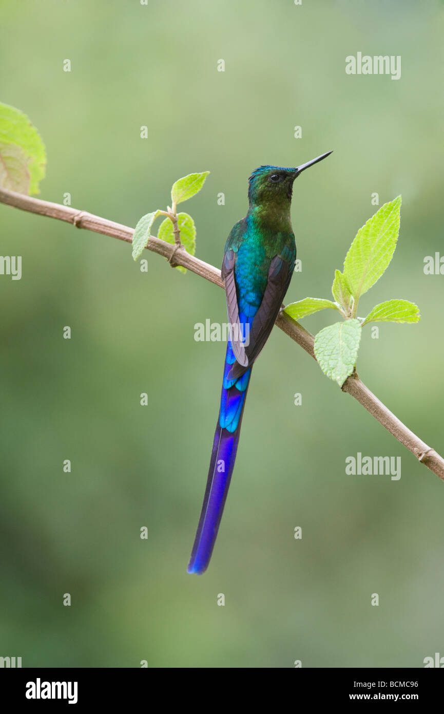 Violet tailed Sylph Hummingbird (Aglaiocercus coelestis) male perched cloud forest Tandayapa Valley Andes Mountains Ecuador Stock Photo