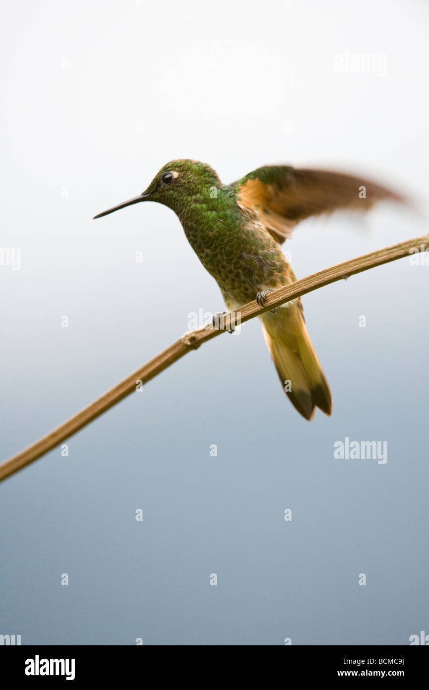 The Buff-tailed Coronet (Boissonneaua flavescens) landing on branch of the shrub Tandayapa Valley Ecuador South America May Stock Photo