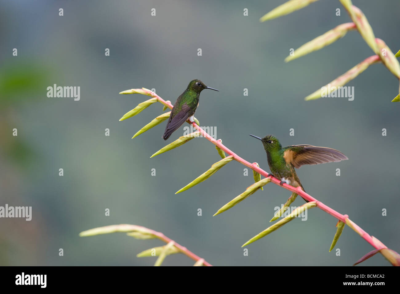 The Buff-tailed Coronets (Boissonneaua flavescens) perched on plant Tandayapa Valley Ecuador South America May Stock Photo