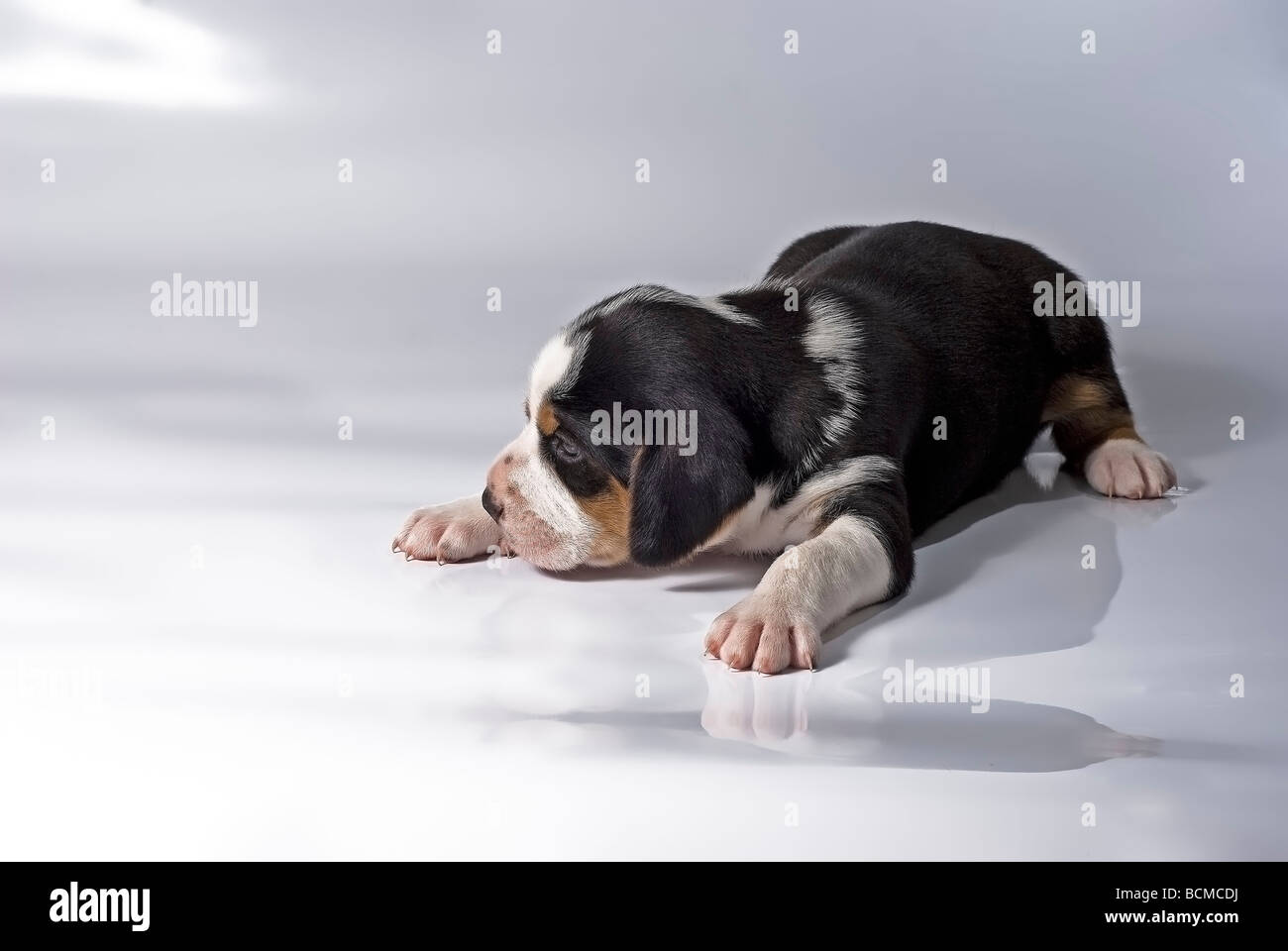 Timba. A 5 weeks old Finnish Hound. Stock Photo