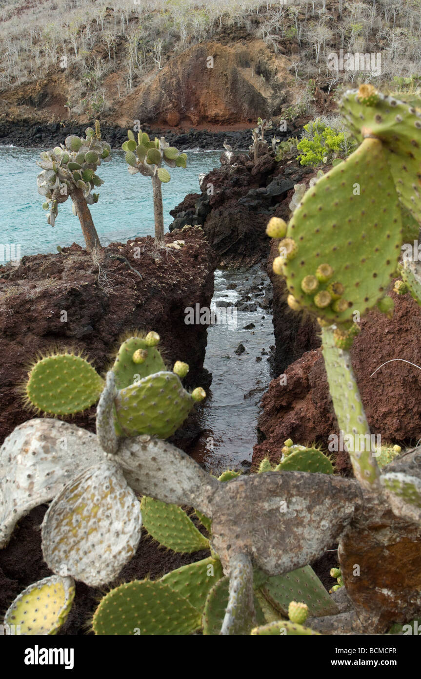 Opuntia galapageia var profusa hires stock photography and images Alamy