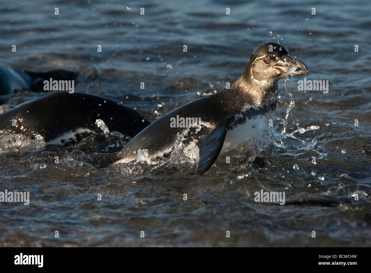 Penguin eating fish hi-res stock photography and images - Alamy