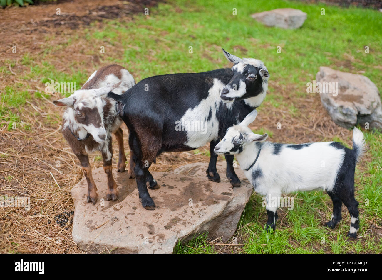 A mother and two young pygmy goats standing in the pasture on a rock Stock Photo