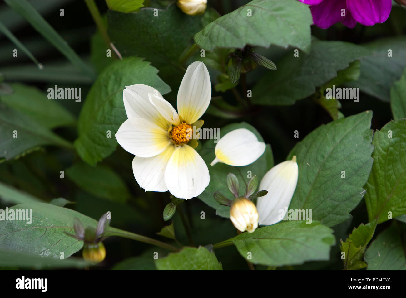 Dahlia Flower White and Yellow Stock Photo