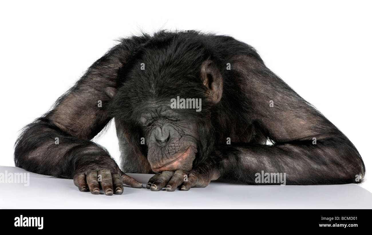 Monkey sleeping on his desk, Mixed Breed between Chimpanzee and Bonobo, 20 years old, in front of a white background Stock Photo