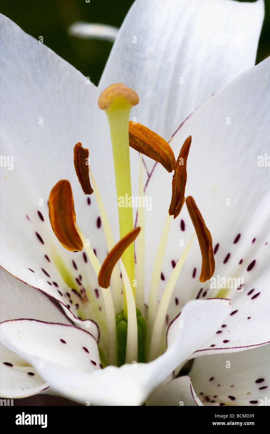 White Easter Lily Flower Stock Photo