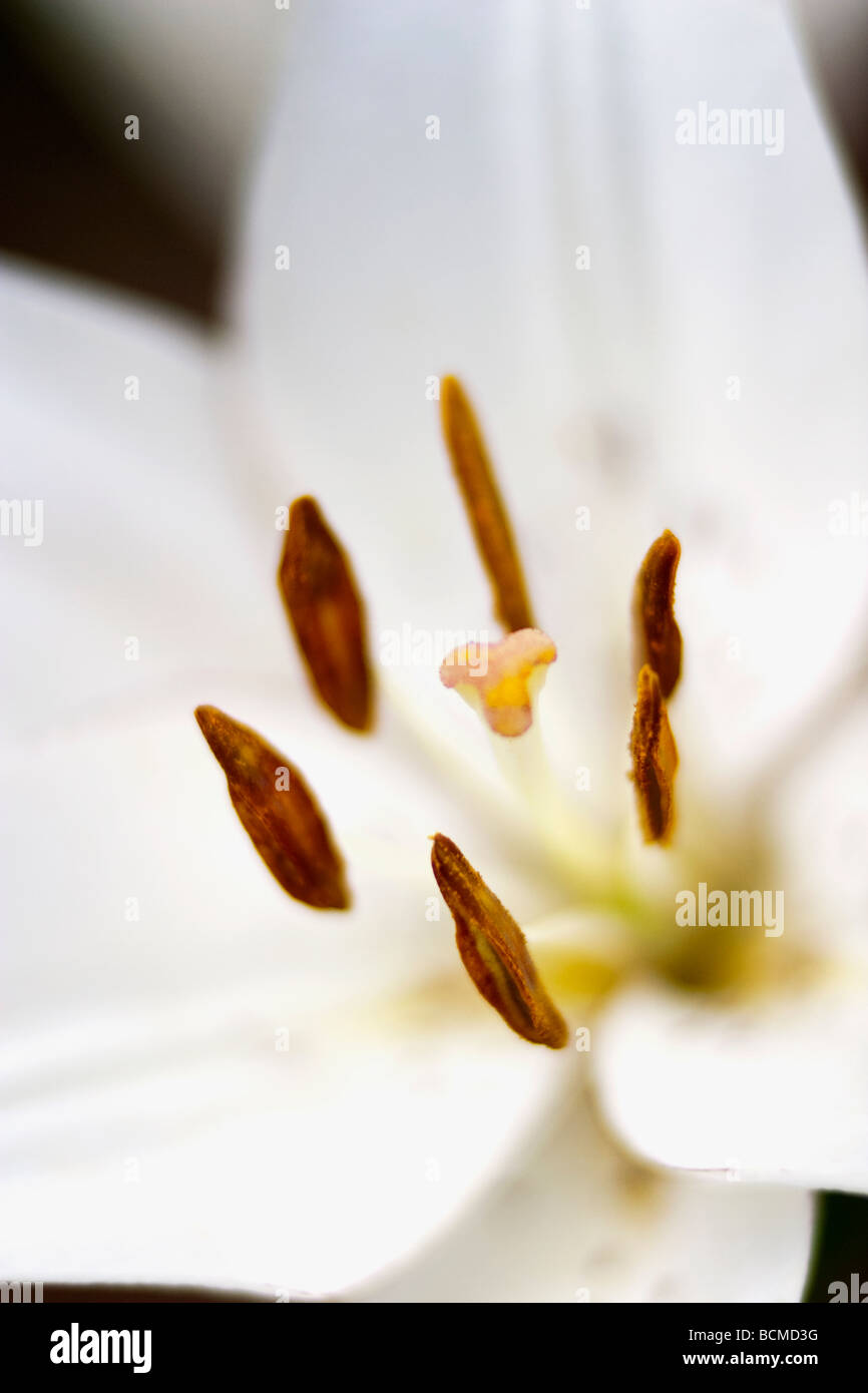 White Easter Lily Flower Stock Photo Alamy