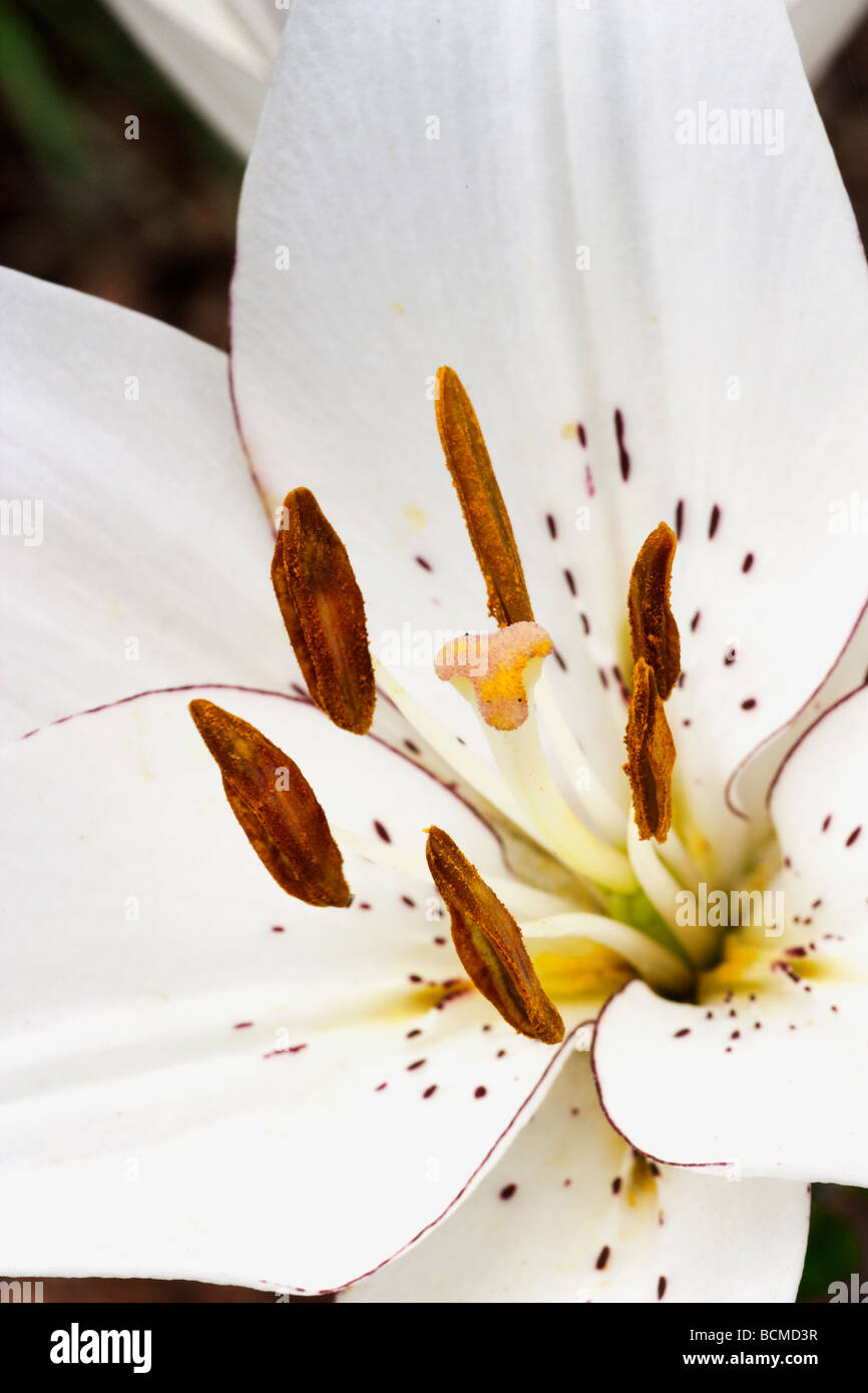 White Easter Lily Flower Stock Photo