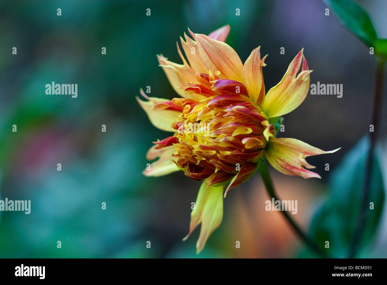 Anders Dahl High Resolution Stock Photography and Images - Alamy