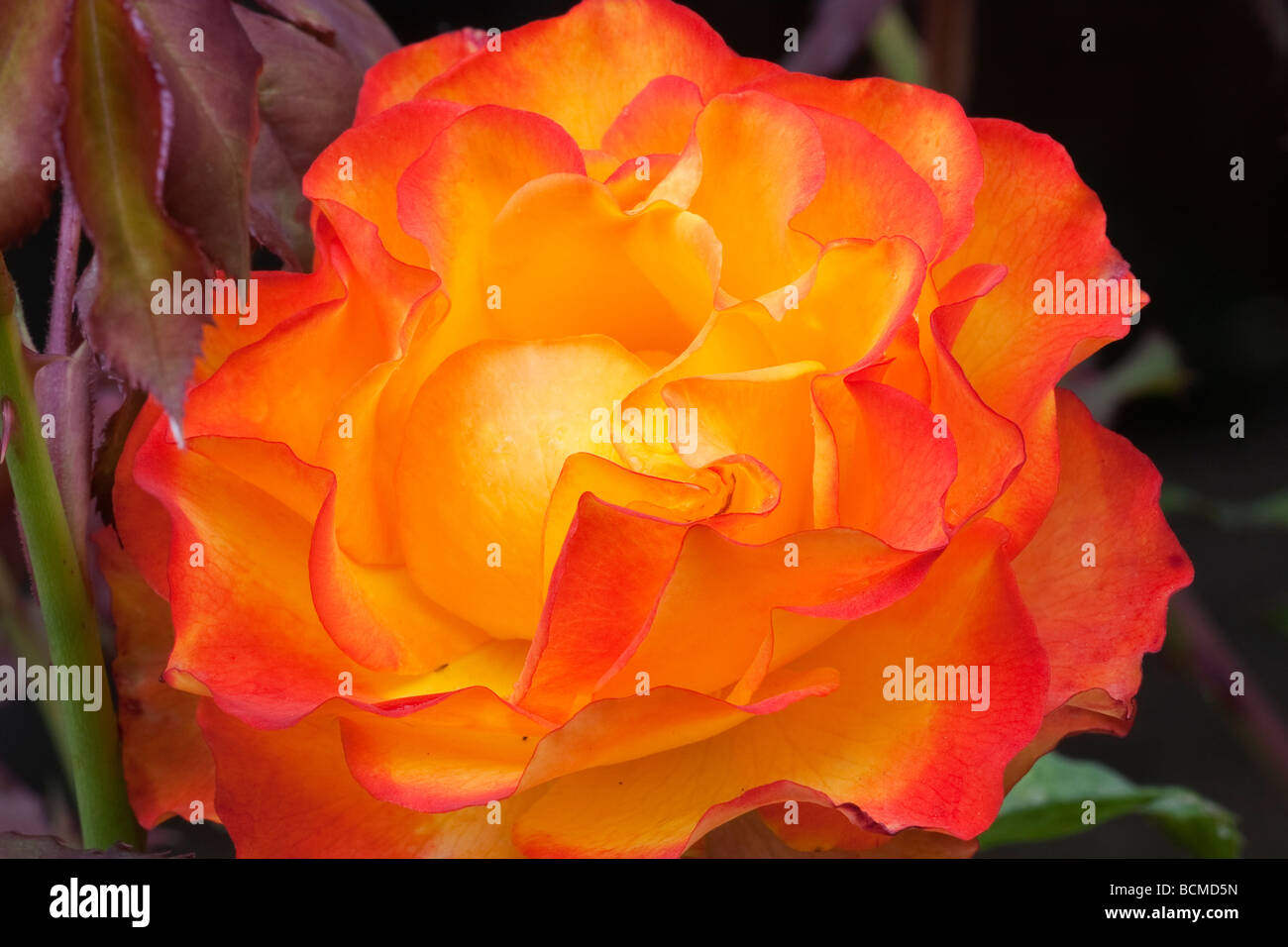Rose Flower Orange and Yellow Stock Photo