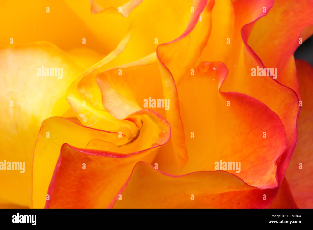 Rose Flower Orange and Yellow Stock Photo