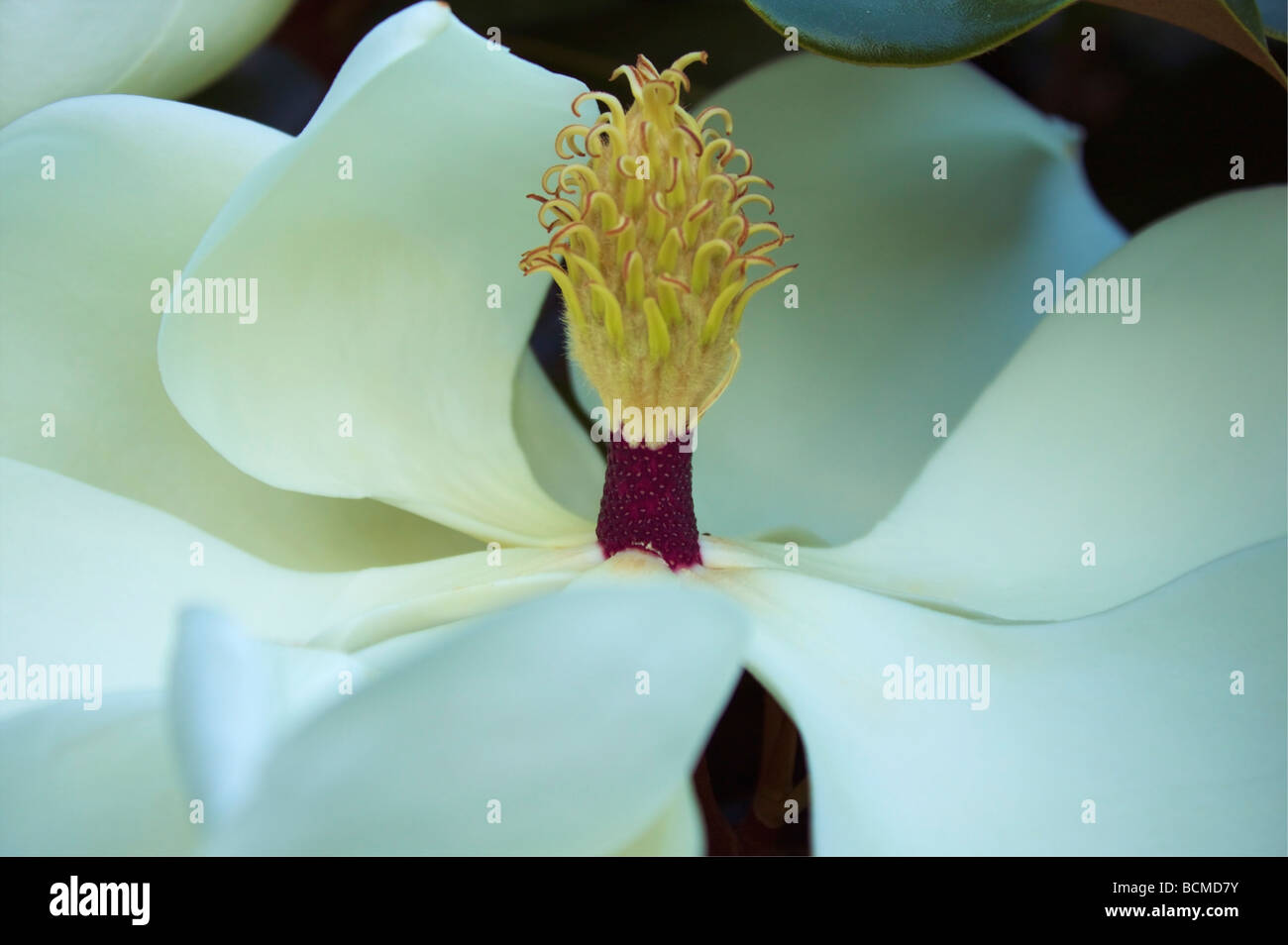 Cryptostegia grandiflora hi-res stock photography and images - Alamy