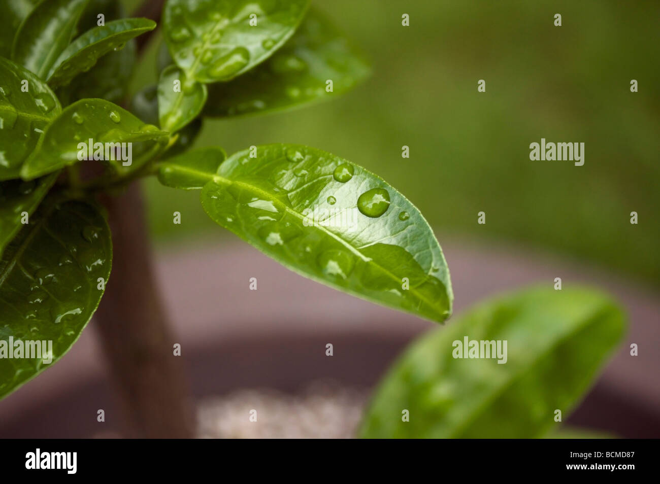 Grapefruit tree leave after a rainstorm Stock Photo Alamy