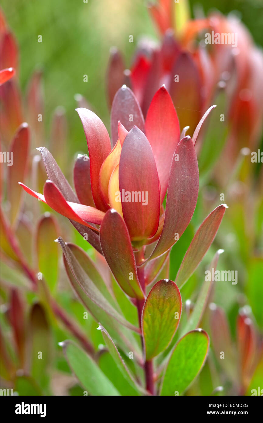 Red Gem Leucadendron Flower Stock Photo - Alamy