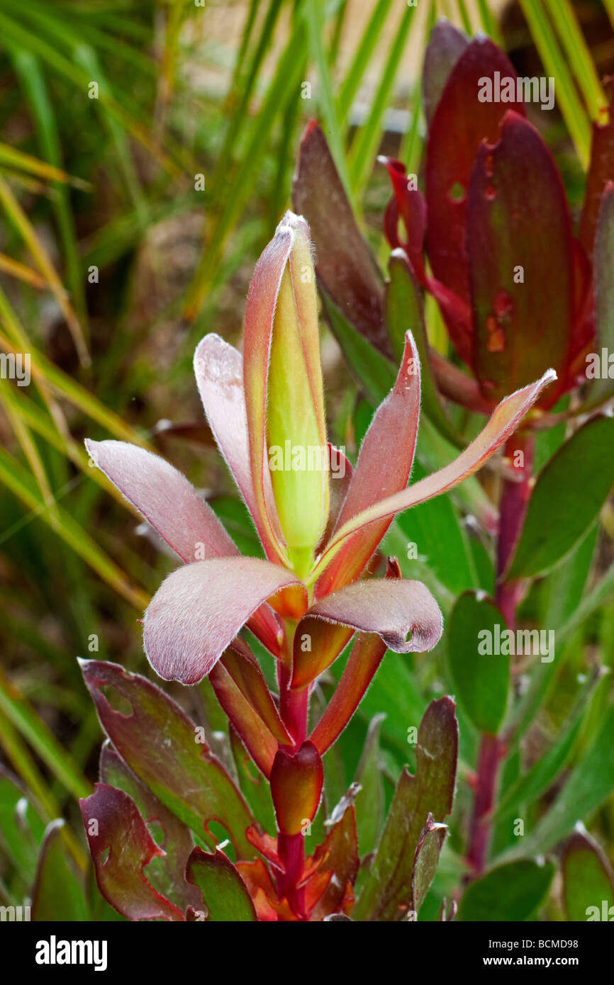 Red Gem Leucadendron Flower Stock Photo - Alamy