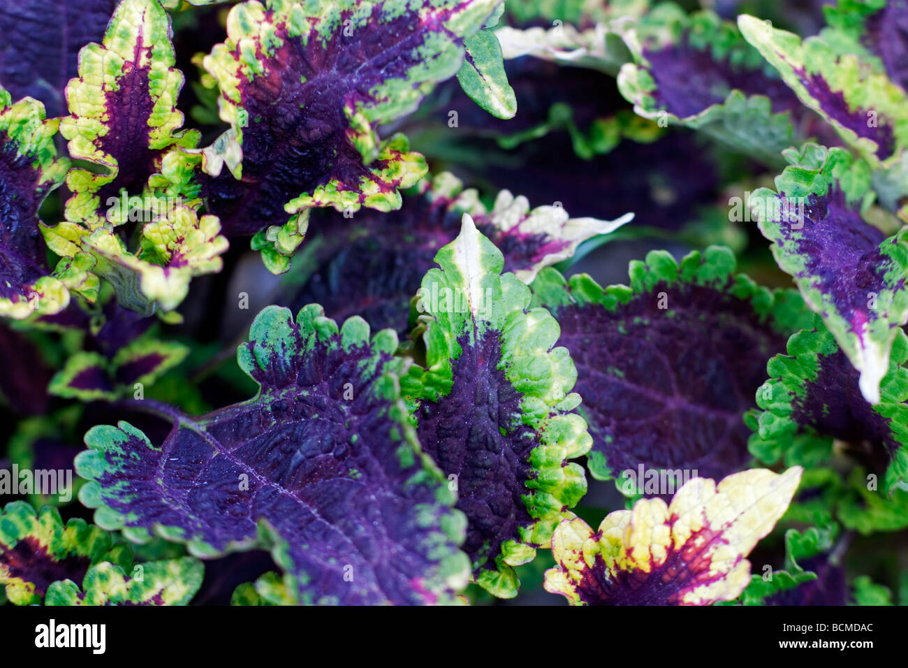 Колеус Синий Купить Семена