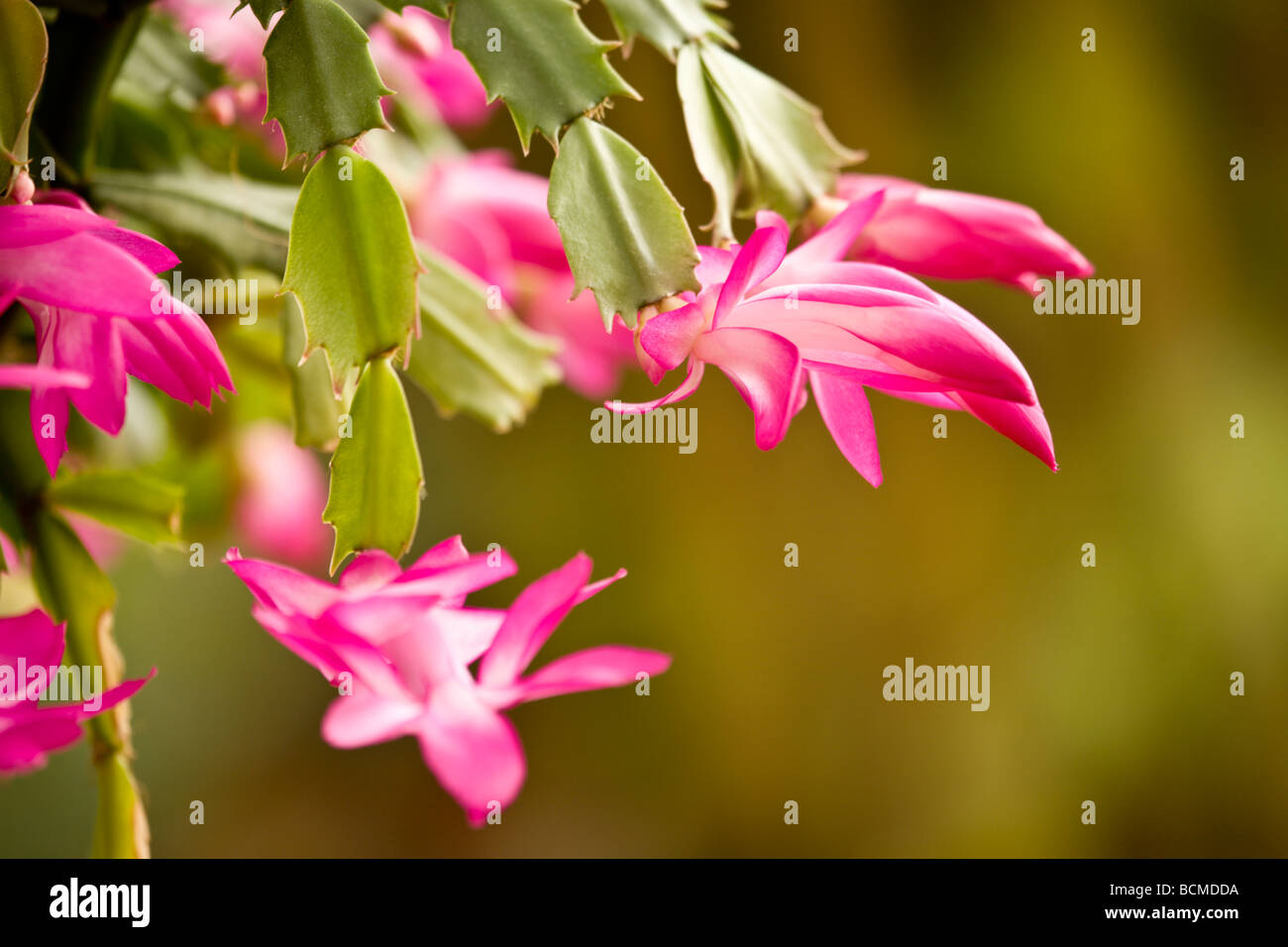 Flowering Christmas Cactus (Schlumbergera Truncata, Zygocactus