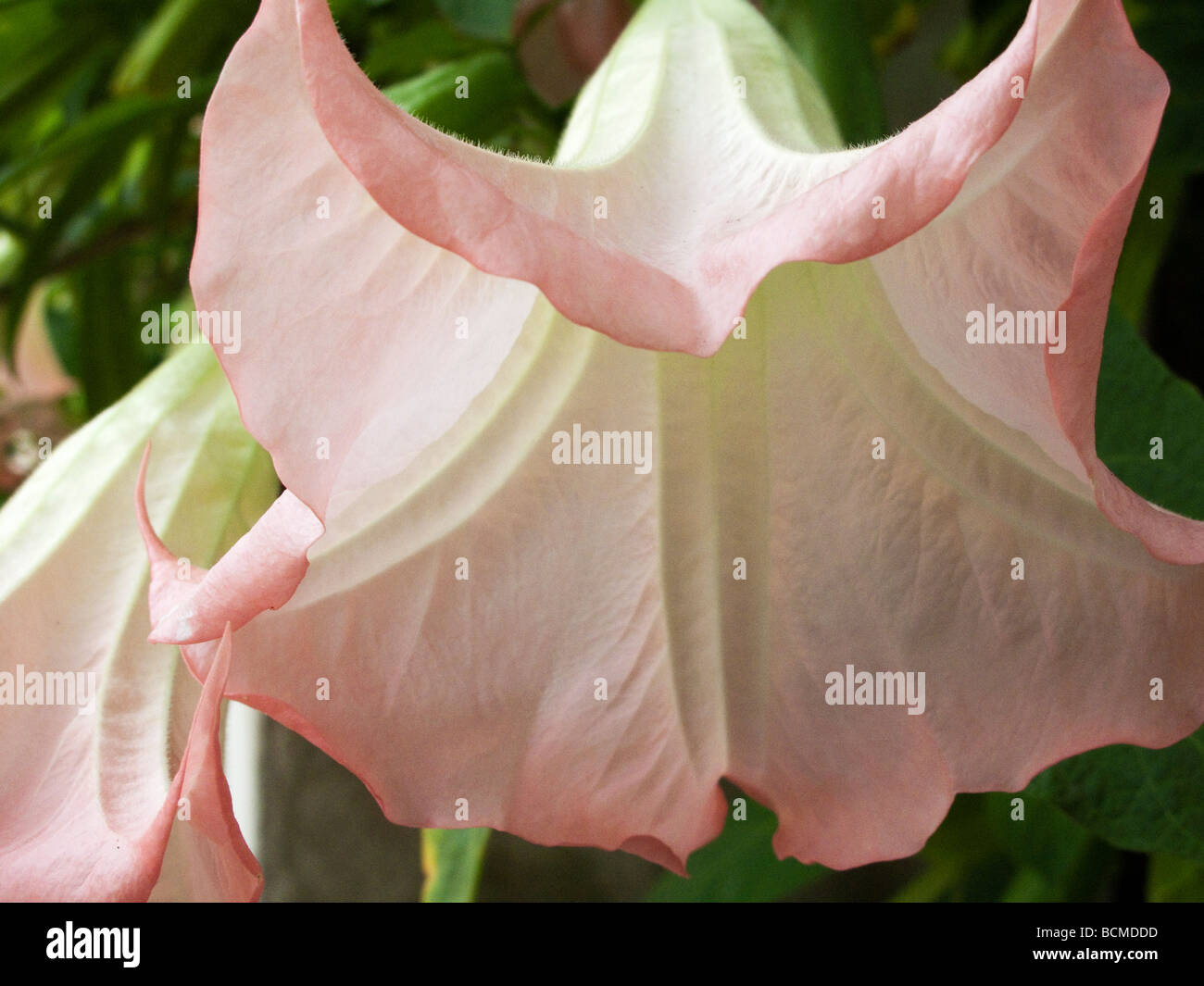 Angel's Trumpet Flowers Stock Photo