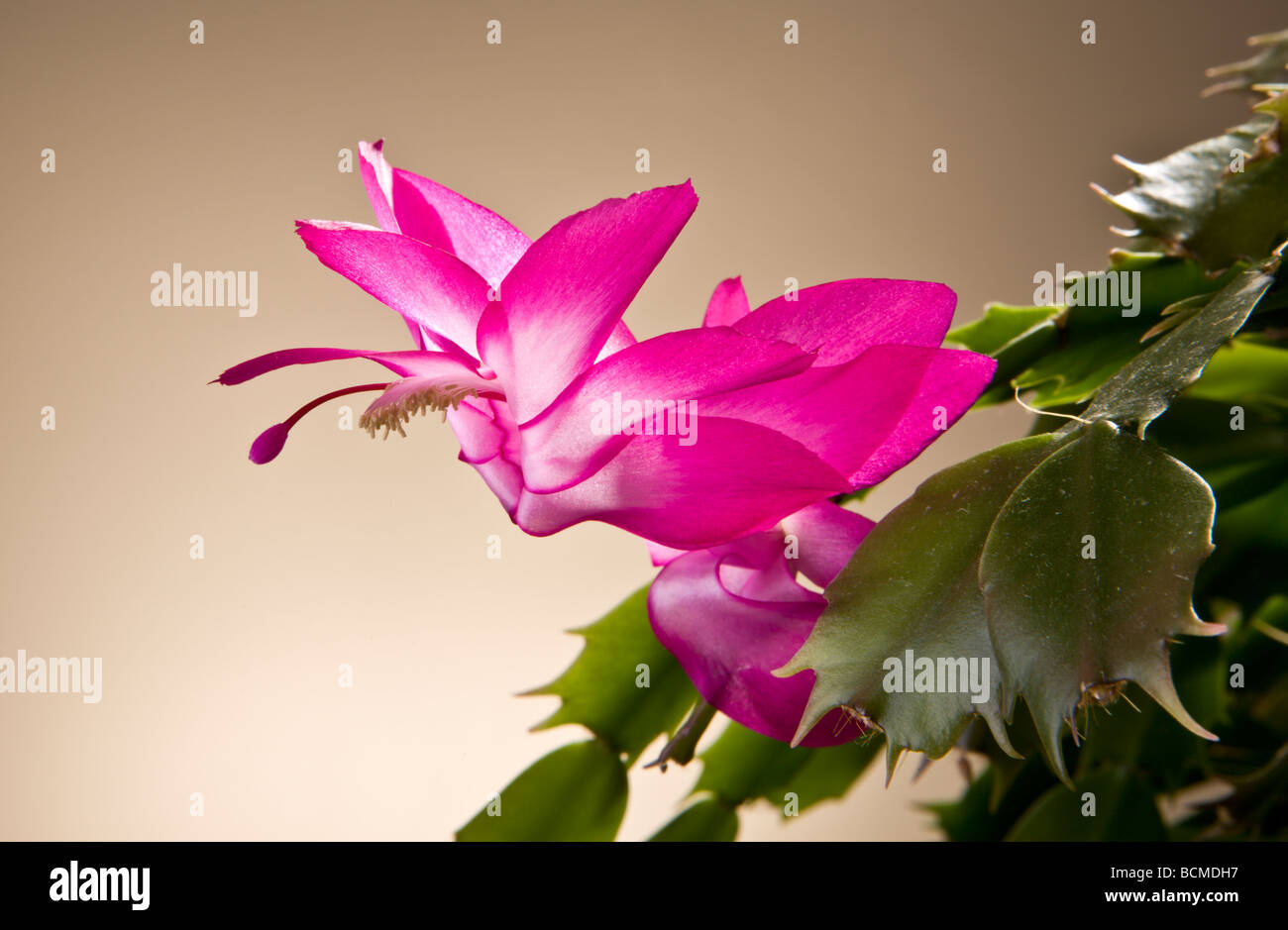 Flowering Christmas Cactus (Schlumbergera Truncata, Zygocactus