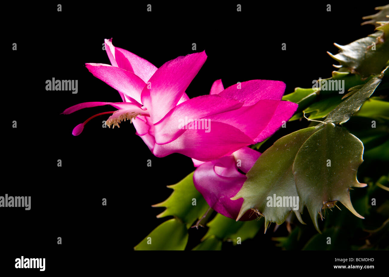 Flowering Christmas Cactus (Schlumbergera Truncata, Zygocactus Truncatus Stock Photo - Alamy