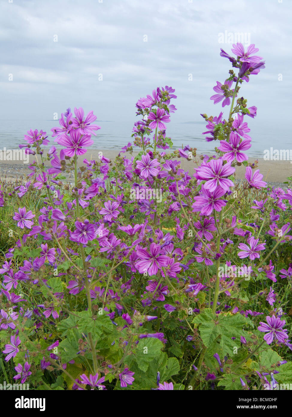 Mallow flowers growing wild in the dunes beside the sea at Skerries