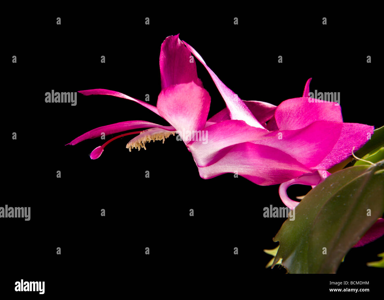 Flowering Christmas Cactus (Schlumbergera Truncata, Zygocactus