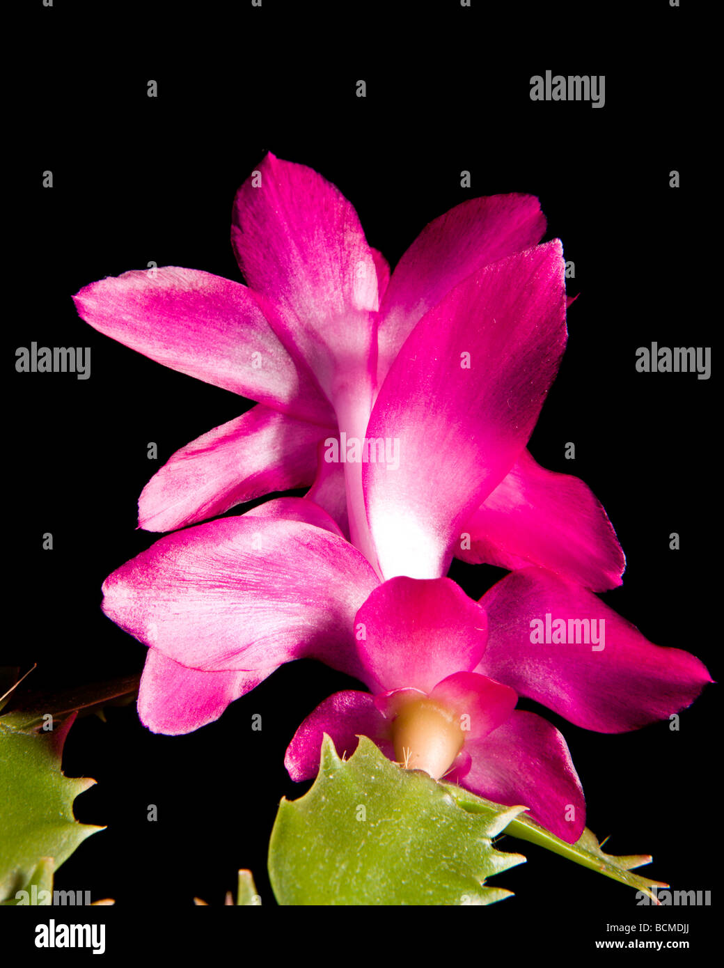 Flowering Christmas Cactus (Schlumbergera Truncata, Zygocactus