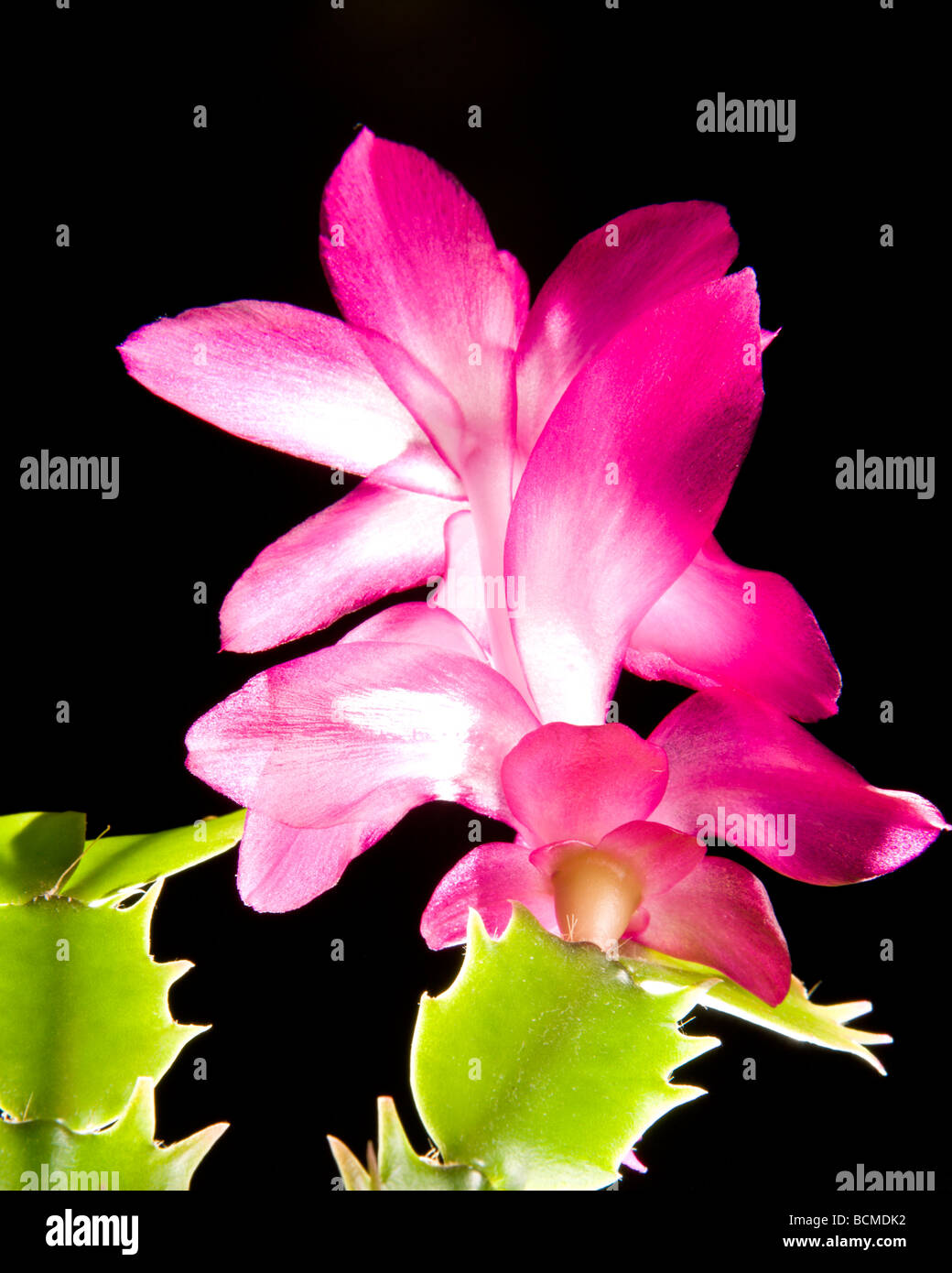 Flowering Christmas Cactus (Schlumbergera Truncata, Zygocactus Truncatus Stock Photo - Alamy