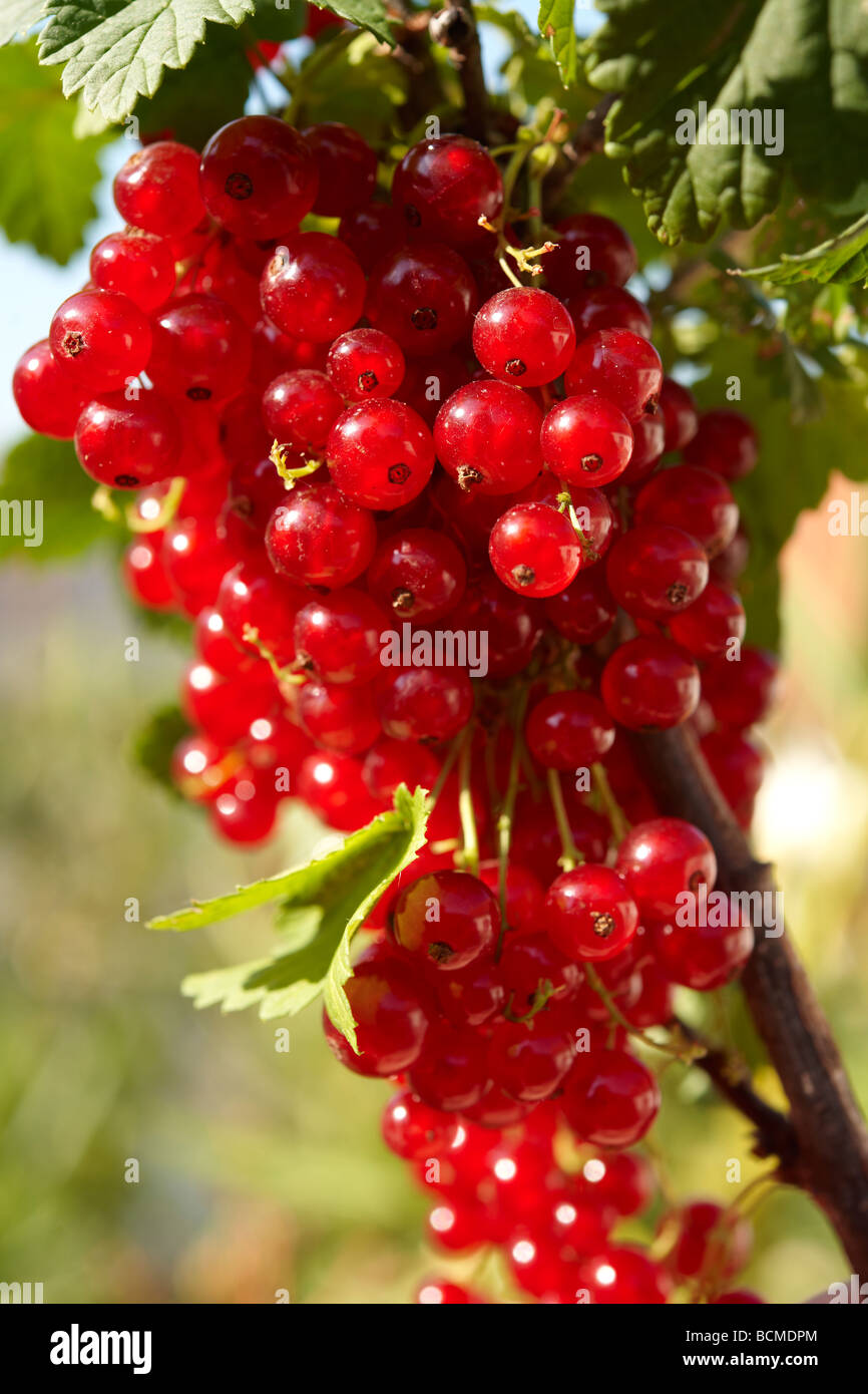 Fresh Redcurrants on a Red Currant bush Stock Photo