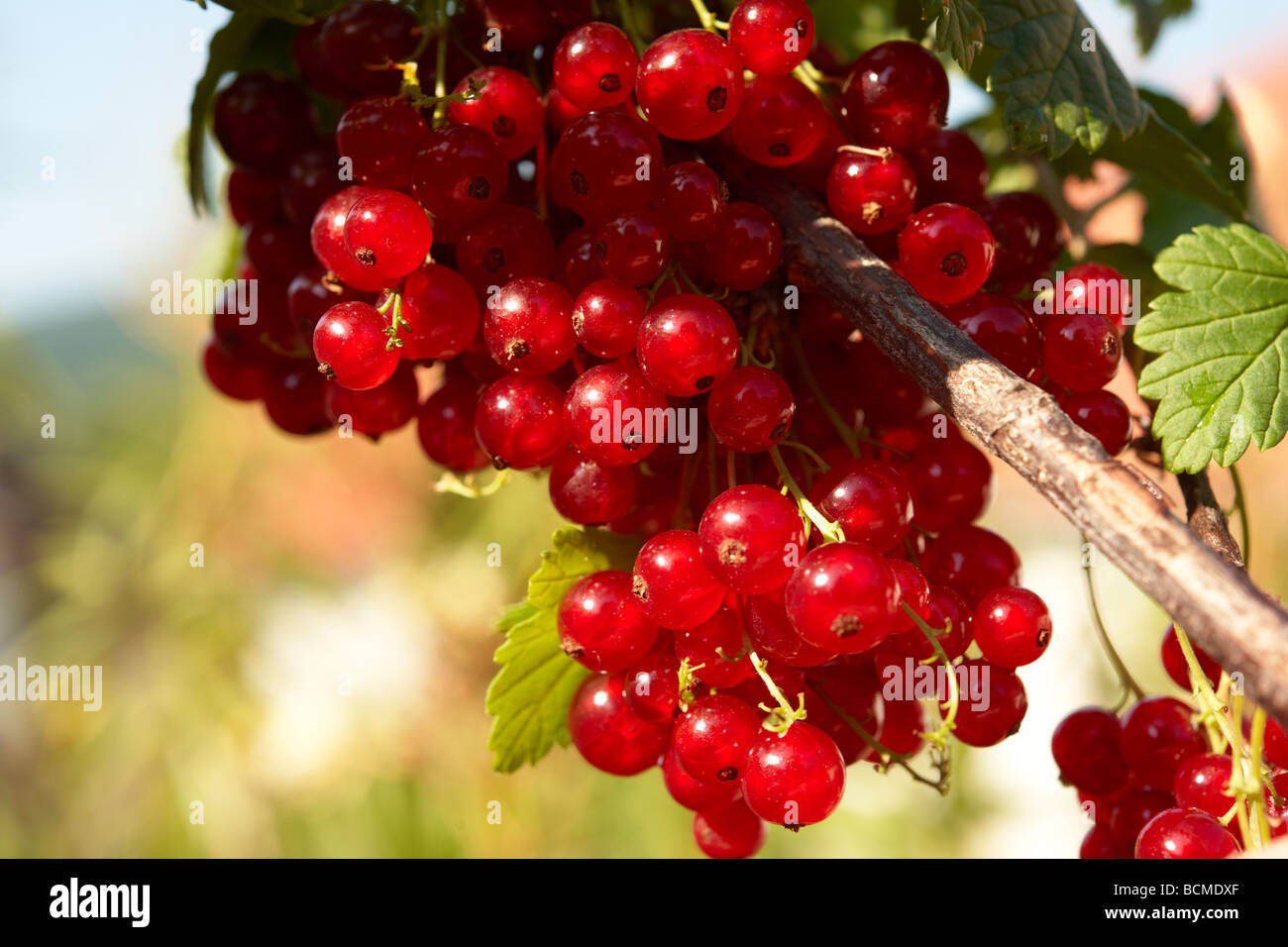 Fresh Redcurrants on a Red Currant bush Stock Photo