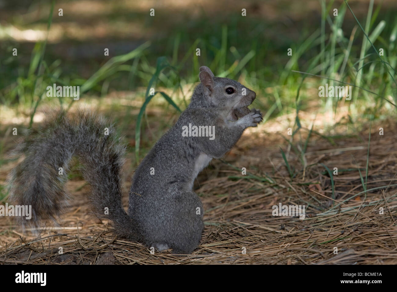 The California Ground Squirrel (Spermophilus beecheyi) eating an acorn. Stock Photo