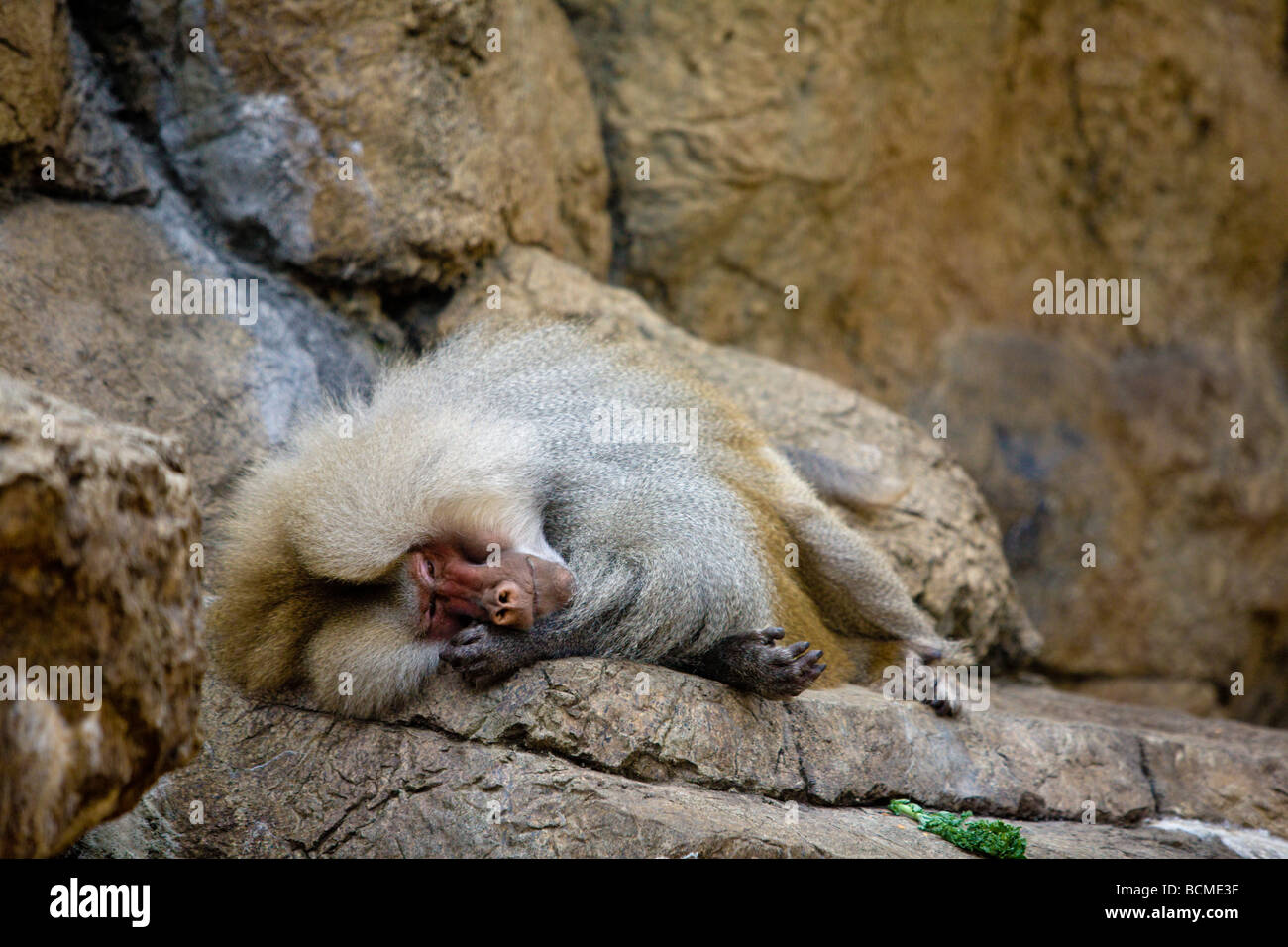 Bored Baboons in Prospect Park Zoo, Brooklyn, NY 2008 Stock Photo