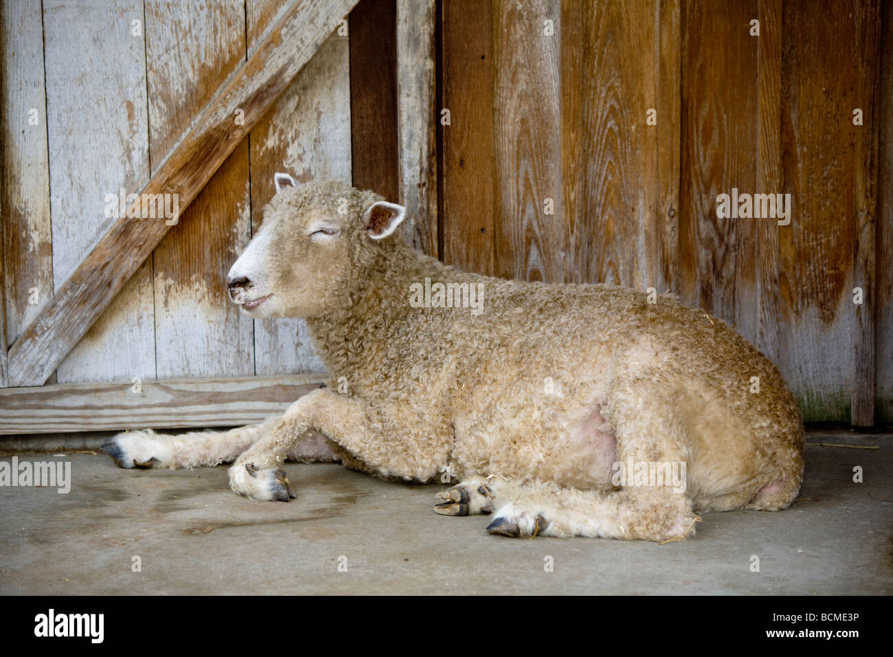 Sheep resting by the barn Stock Photo