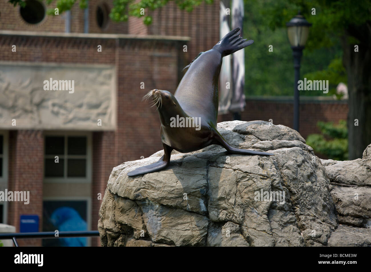 Trained sea lion performing for the crowd in Prospect park Zoo