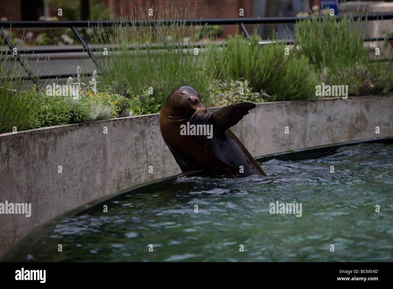 Trained sea lion performing for the crowd in Prospect park Zoo ...