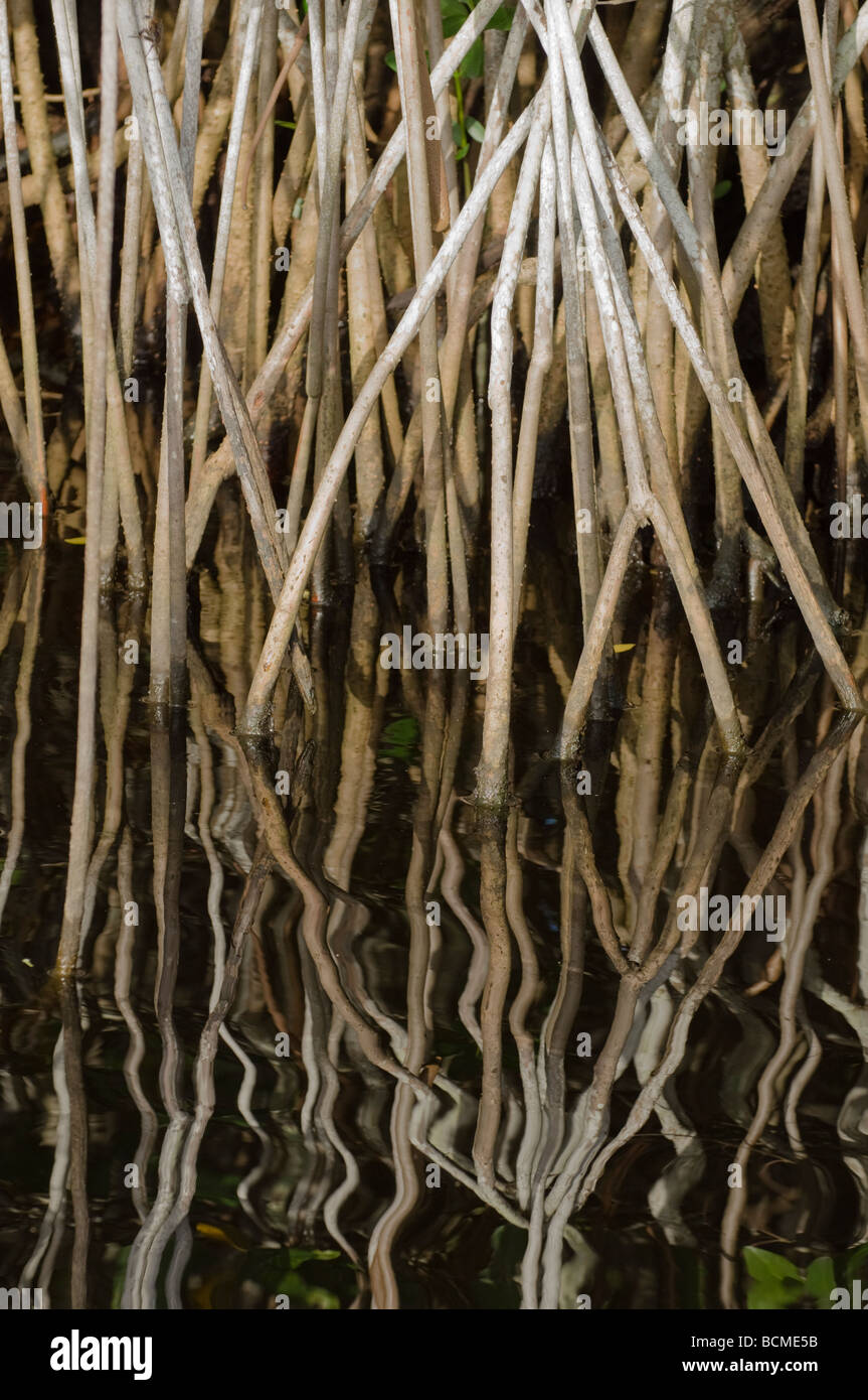 Red Mangrove prop roots Rhizophora mangle growing along the Saint Lucie River South Florida Stock Photo