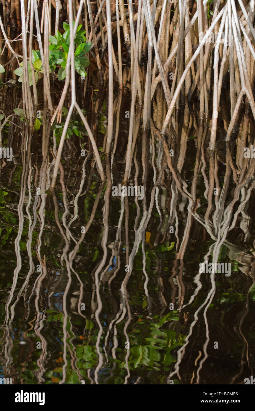 Red Mangrove prop roots Rhizophora mangle growing along the Saint Lucie River South Florida Stock Photo