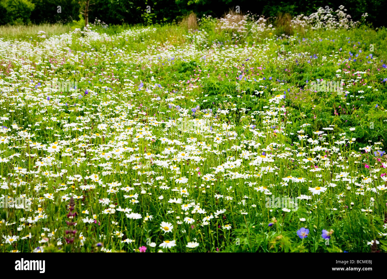 A corner of the Haven a wildflower meadow at the TWIGS gardens in Swindon Wiltshire England UK Stock Photo