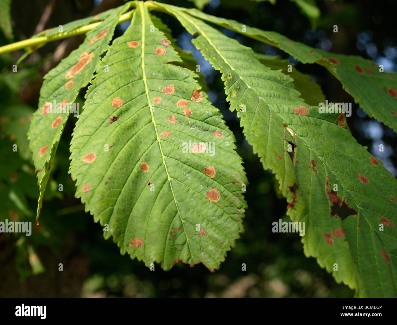 Horse Chestnut Leaf Blotch (Guignardia aesculi) Stock Photo