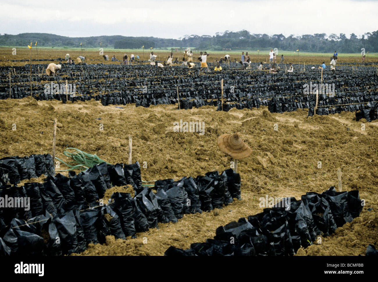 Ivory coast rubber plantation hires stock photography and images Alamy