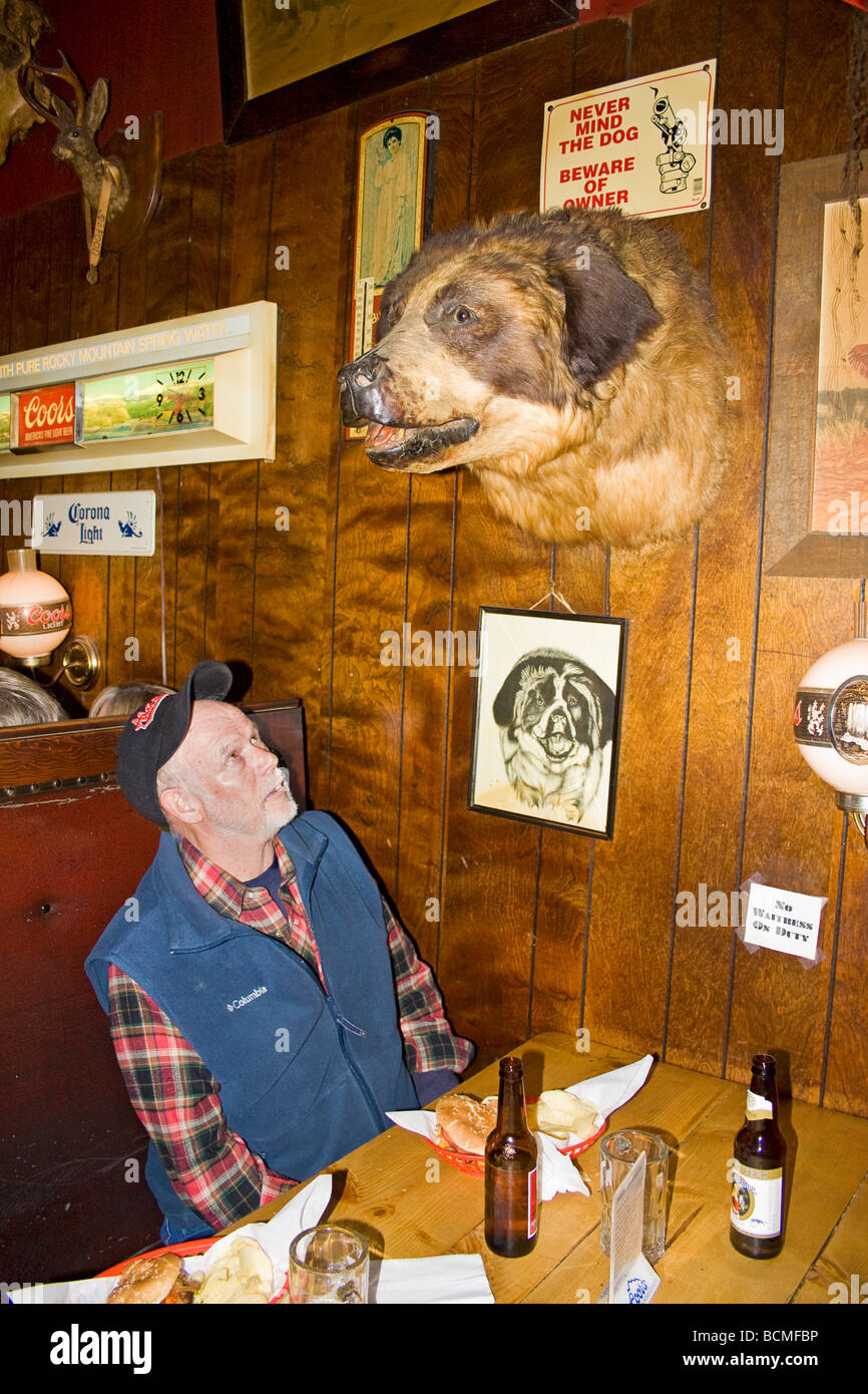 Patron of bar eyes the stuffed St Bernard dog in Shooting Star Saloon in Huntsville Utah Stock