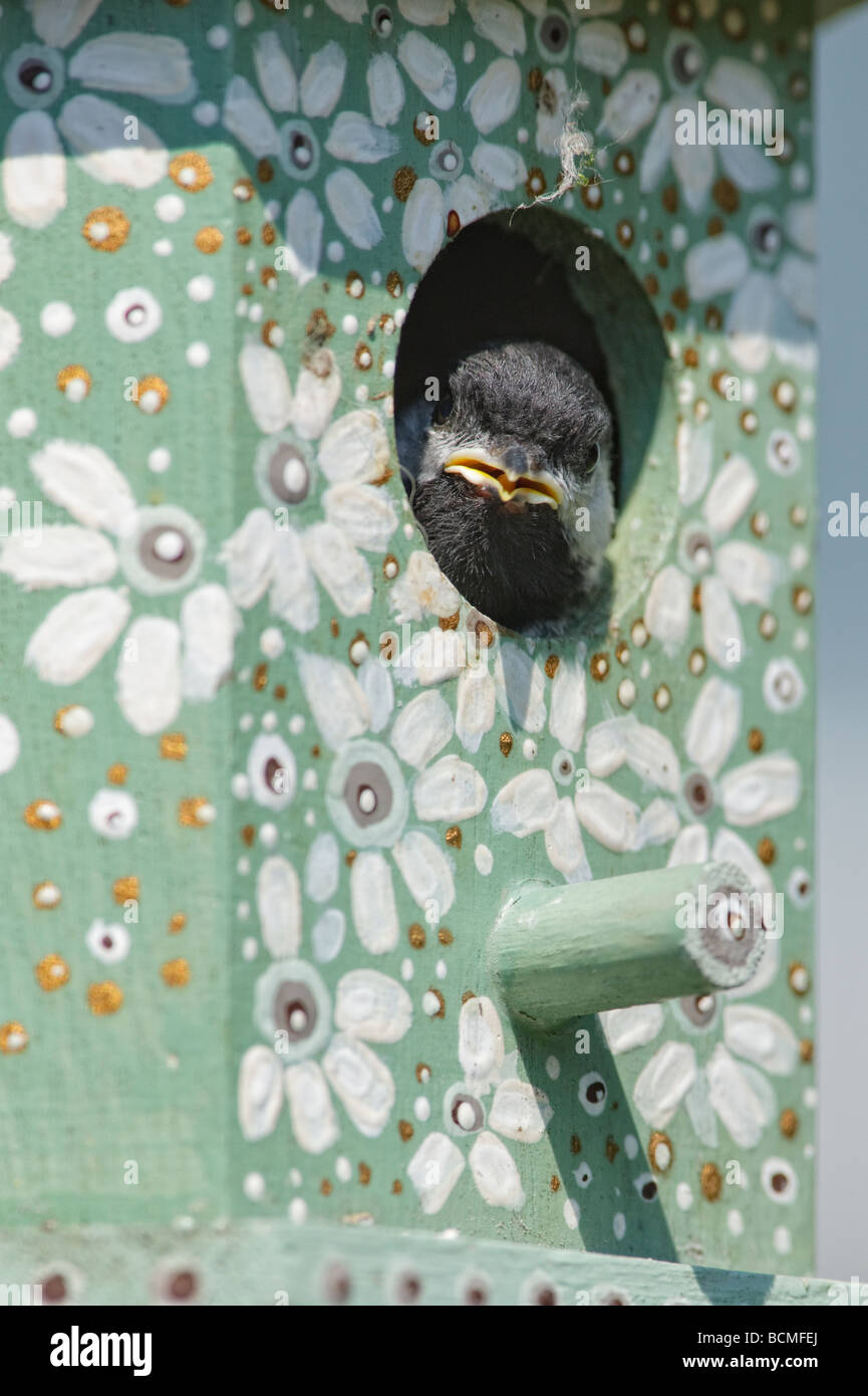 Black Capped Chickadee chick peering out from a decorated wooden bird house. Stock Photo