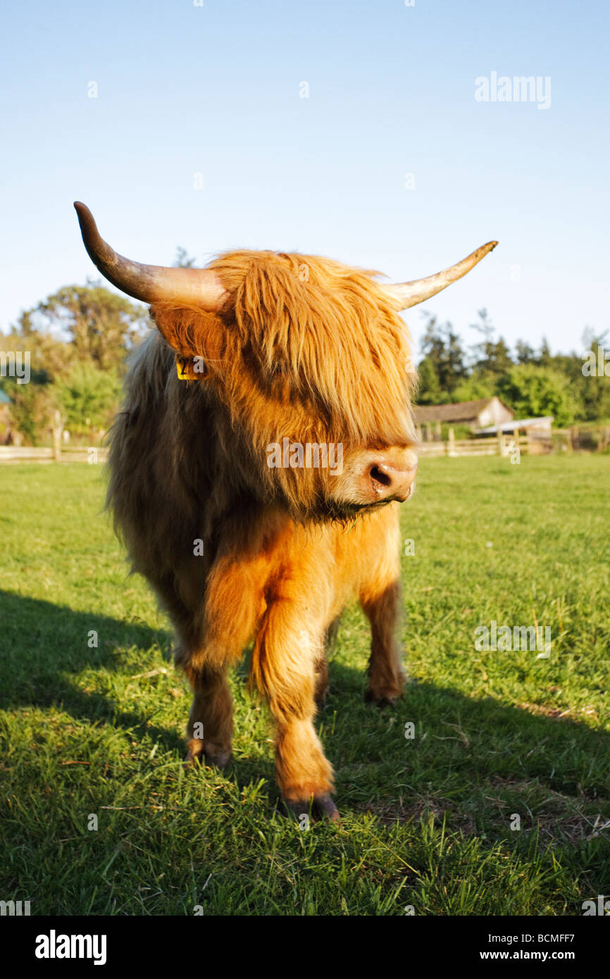 Miniature long-haired highland cattle. Stock Photo